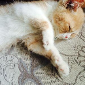 免费成人看黄色的网站
